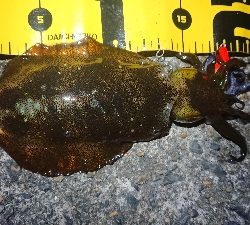 仕事終わりヤリイカ狙い