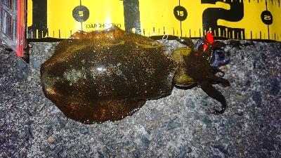 仕事終わりヤリイカ狙い