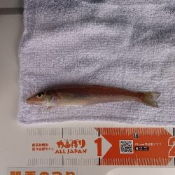 久しぶりの淡路島釣行