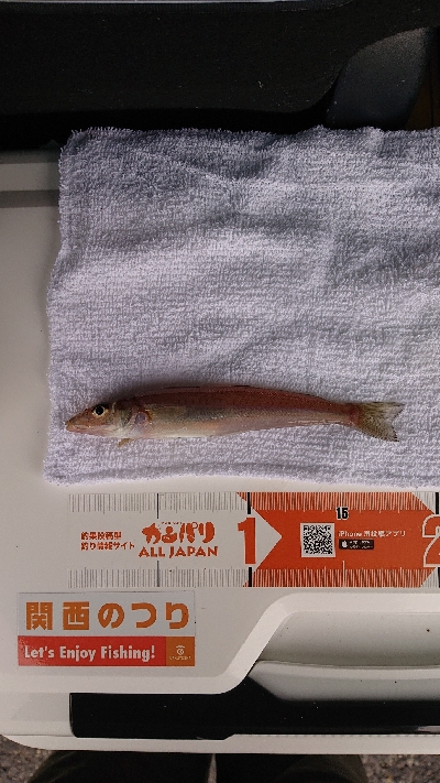 久しぶりの淡路島釣行