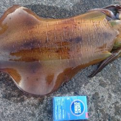 しばらくぶりのキロアップ&メアジのナブラ