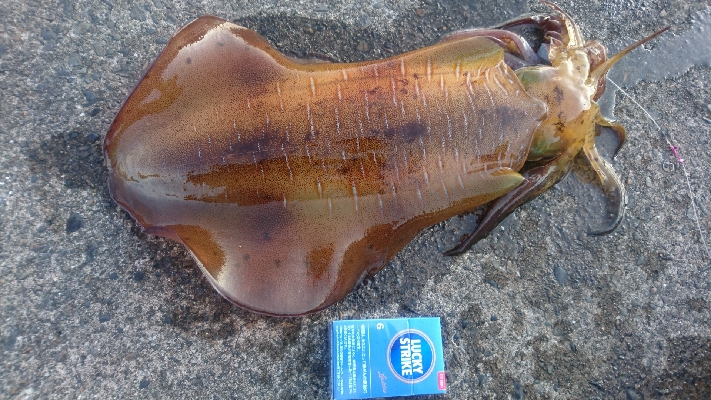 しばらくぶりのキロアップ&メアジのナブラ