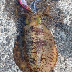 仲間情報に誘惑されて出撃