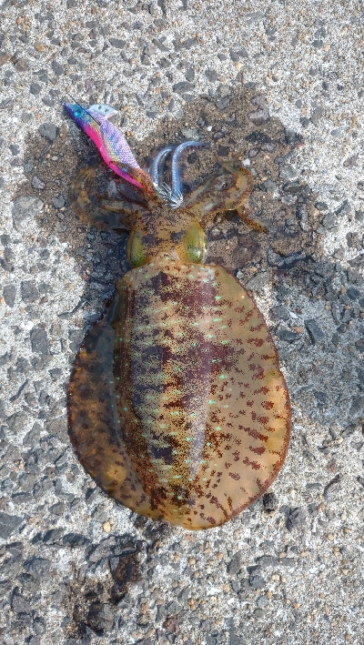 仲間情報に誘惑されて出撃