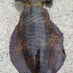 半日だけエキング