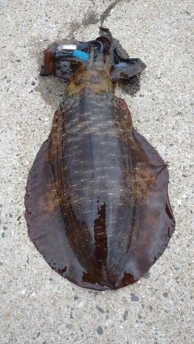 半日だけエキング