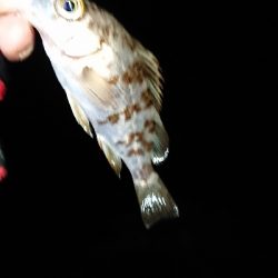 チビッ子メバル