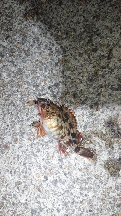 シャローエリアにて