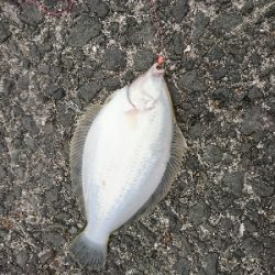 狙い撃ち!強風の中カレイGET!!