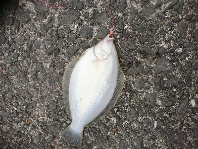 狙い撃ち！強風の中カレイGET！！