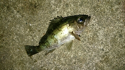 五目達成ならず。アジ、メバル、あらかぶ、アオリイカ