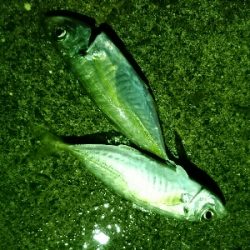 ナイトアジング