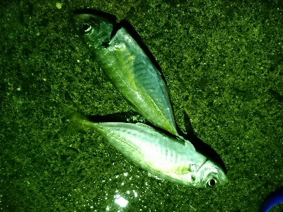 ナイトアジング