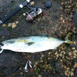 朝マズメにナブラ発生!3投目に青物ヒット❗