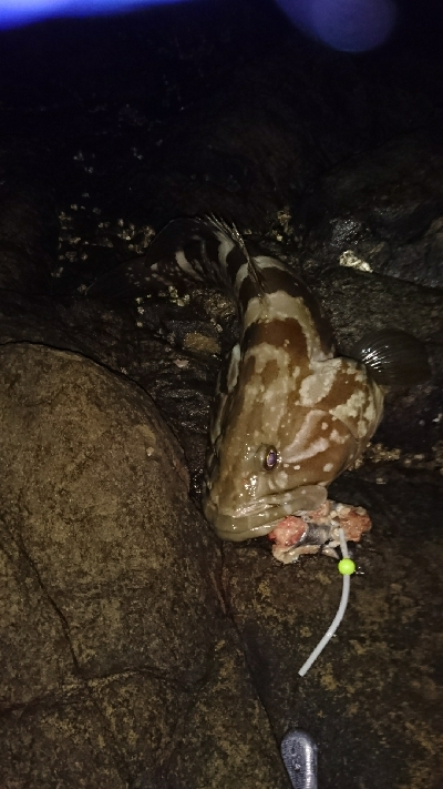 陸っぱりのクエ釣り
