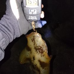 今年の記録更新