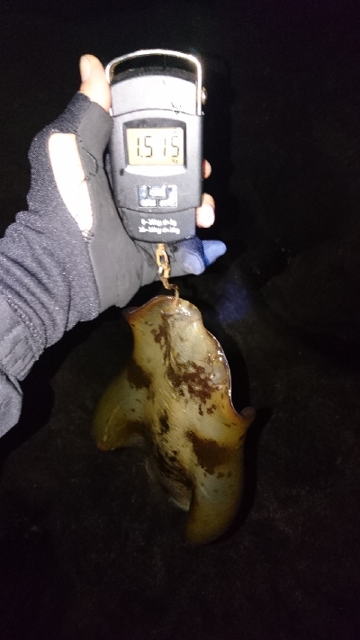 今年の記録更新