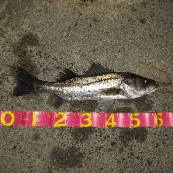 今年初フィッシュ