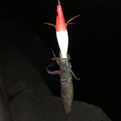 ヒイカエギング