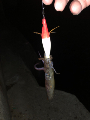 ヒイカエギング