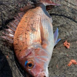 四万十市 沖磯 フカセ釣り