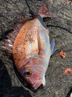 四万十市 沖磯 フカセ釣り