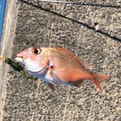 昼からまったり釣行