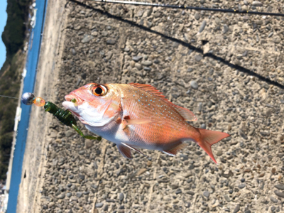 昼からまったり釣行