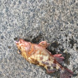 夕方ライトゲーム一時間釣行