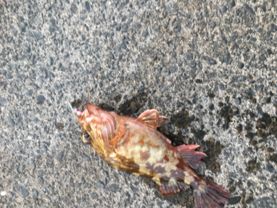 夕方ライトゲーム一時間釣行