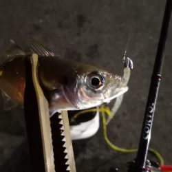 アジング練習 104