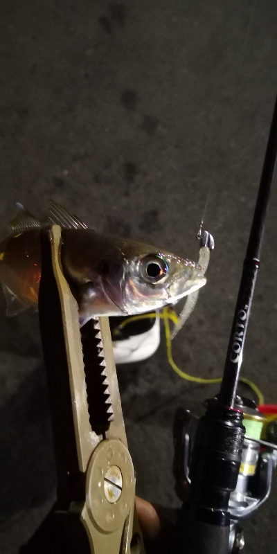 アジング練習 104