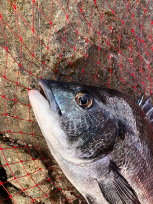 寒グレ&寒チヌ   フカセ釣り