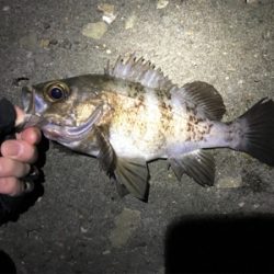 今年最初の釣果