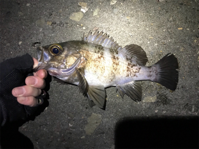 今年最初の釣果