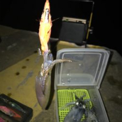 まだ、ヒイカ釣れますね(^^)