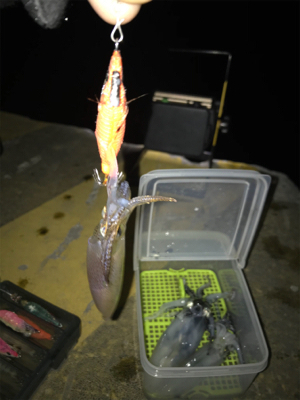 まだ、ヒイカ釣れますね(^^)