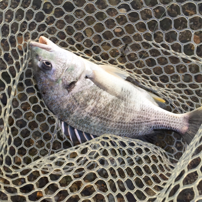 淀川ブリームゲーム 2020初釣果