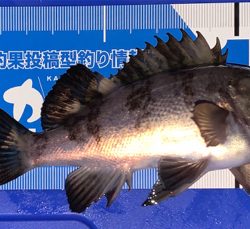 ポツポツ　ポロリ