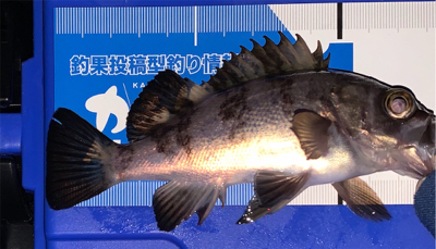 ポツポツ　ポロリ