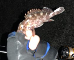 メバルはしぶい