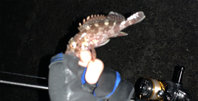 メバルはしぶい