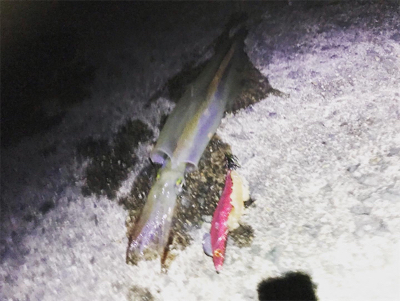 ヤリイカシーズン到来！！