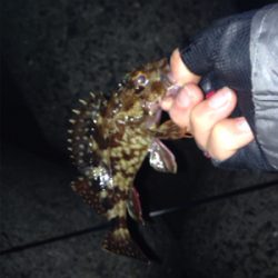 初ポイントでガシラ爆釣！