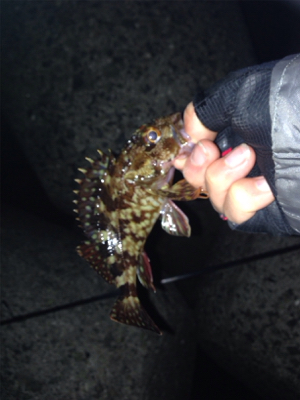 初ポイントでガシラ爆釣！