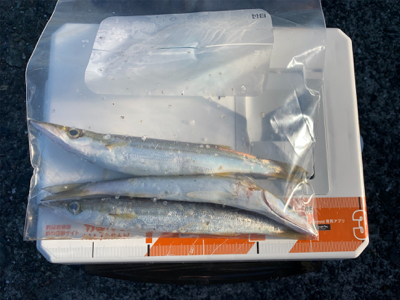 アジを求めて…