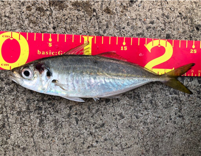 寒チヌGET( ˶˙ᵕ˙˶ )