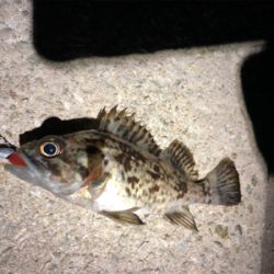 メバルを求めて