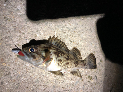 メバルを求めて