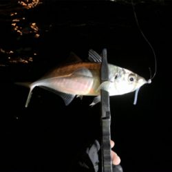 ボートアジング.メバリング /タツ建丸